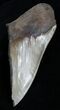 Huge Half Of + Inch Megalodon Tooth #1999-1